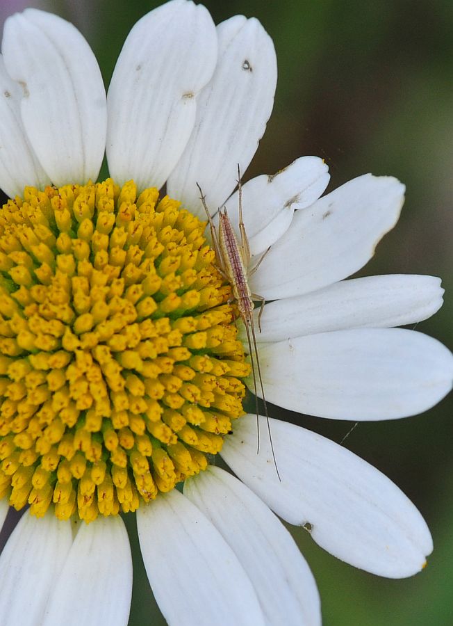 La vita in un fiore - seconda parte